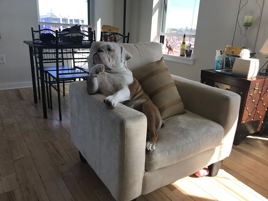 Meet Walter - An English Bulldog Who Likes To Sit Like A Human In His Favorite Chair Meet Walter - An English Bulldog Who Likes To Sit Like A Human In His Favorite Chair