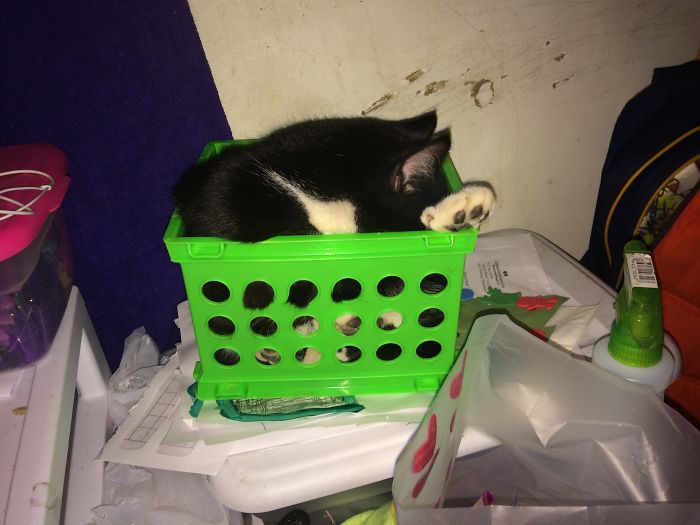 I Mustache You, Do I Fit?