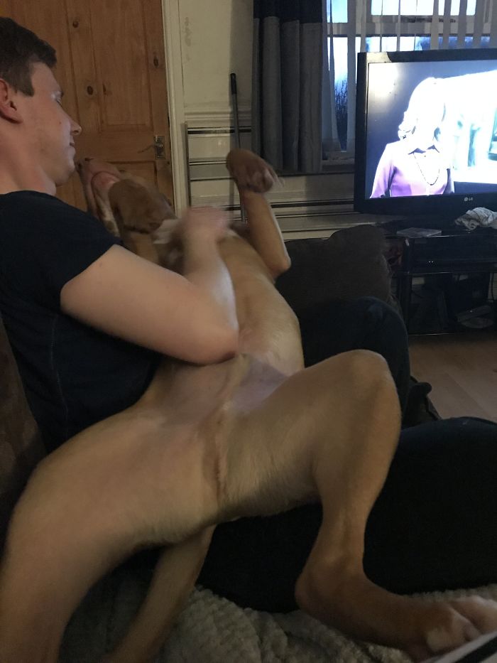 Still Thinks He's A Lap Dog At 40kg