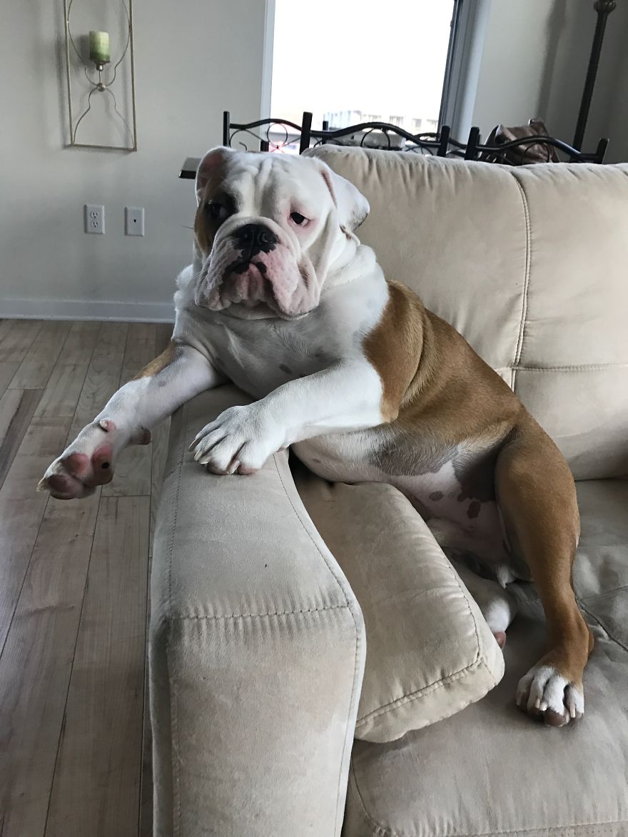 Meet Walter - An English Bulldog Who Likes To Sit Like A Human In His Favorite Chair Meet Walter - An English Bulldog Who Likes To Sit Like A Human In His Favorite Chair