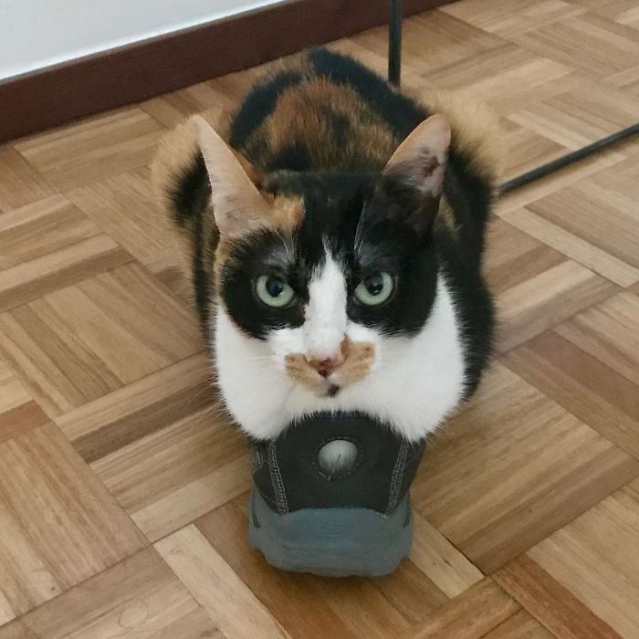 Shoe? What Shoe?