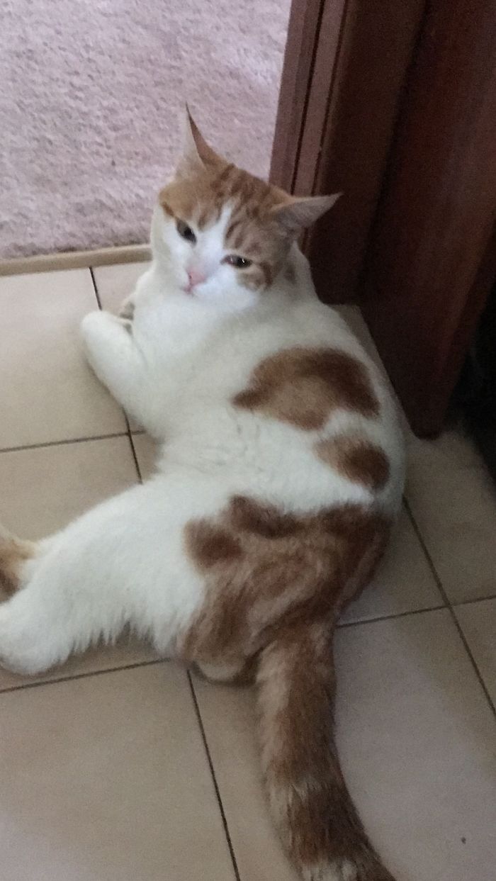 My Cat Mistcheif At 7 Weeks To 1 Year