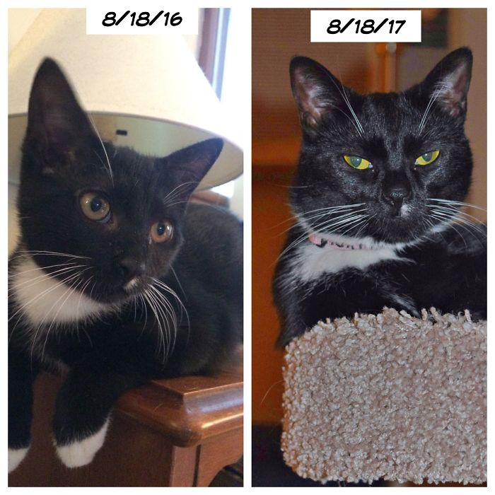 Roxy Marie On Her "gotcha Day" At 5 Months Old And Now A Year Later At Almost 1 1/2 Years Old!