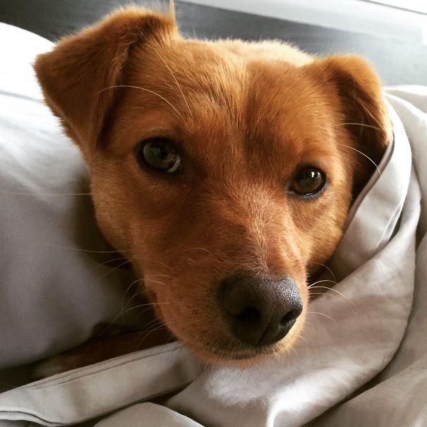 Newly Rescued Street Dog Has Definitely Made Herself Comfortable!