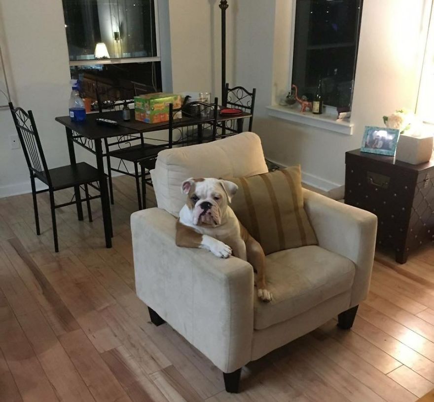 Meet Walter - An English Bulldog Who Likes To Sit Like A Human In His Favorite Chair