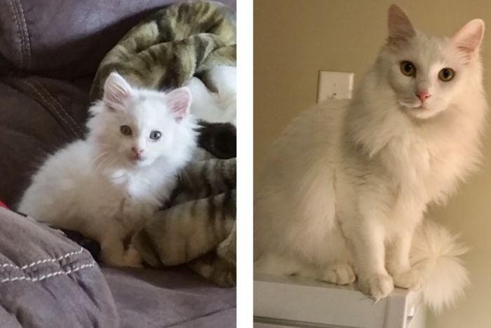 Otis Is A Feral Rescue