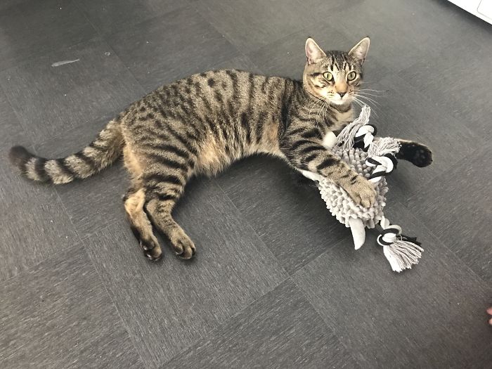 Predator With His Victim