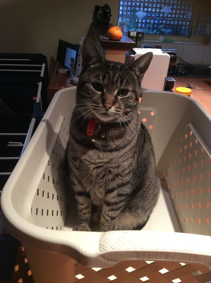 I Not On The Kitchen Bench Mum, I In The Basket!