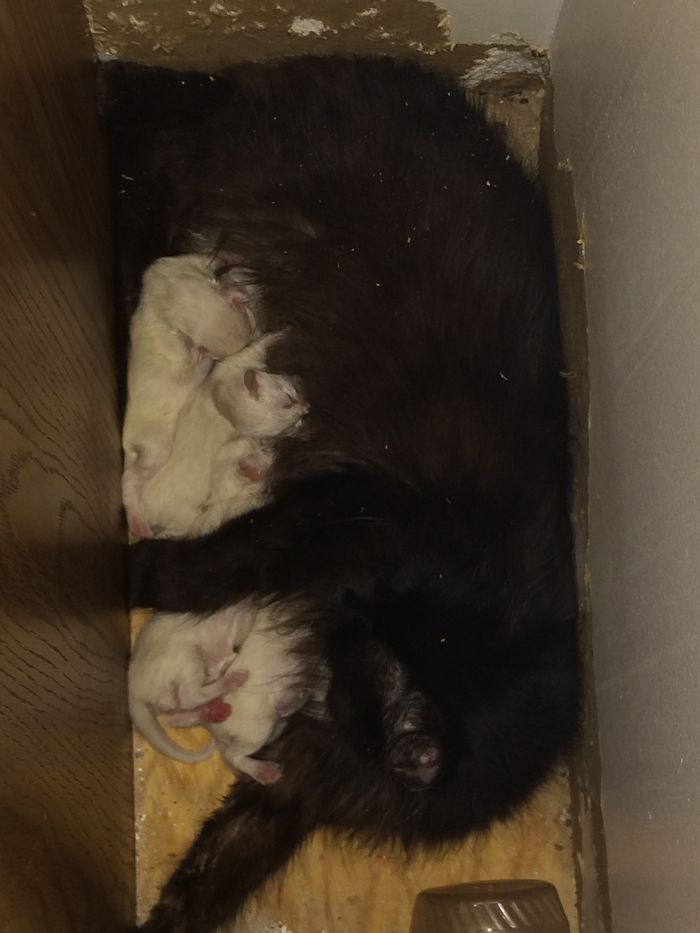 I Fits....so I Have Babies! (in The Corner Behind Cabinets, Under The Countertop!)