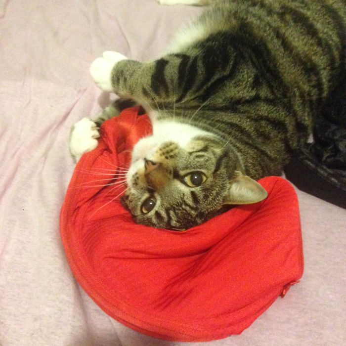 Will I Fits This Too?