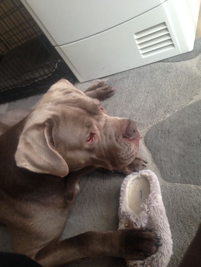 This Is My Nans Bull Mastive Duke He Slobers And Loves To Play Also Sit On My Lap