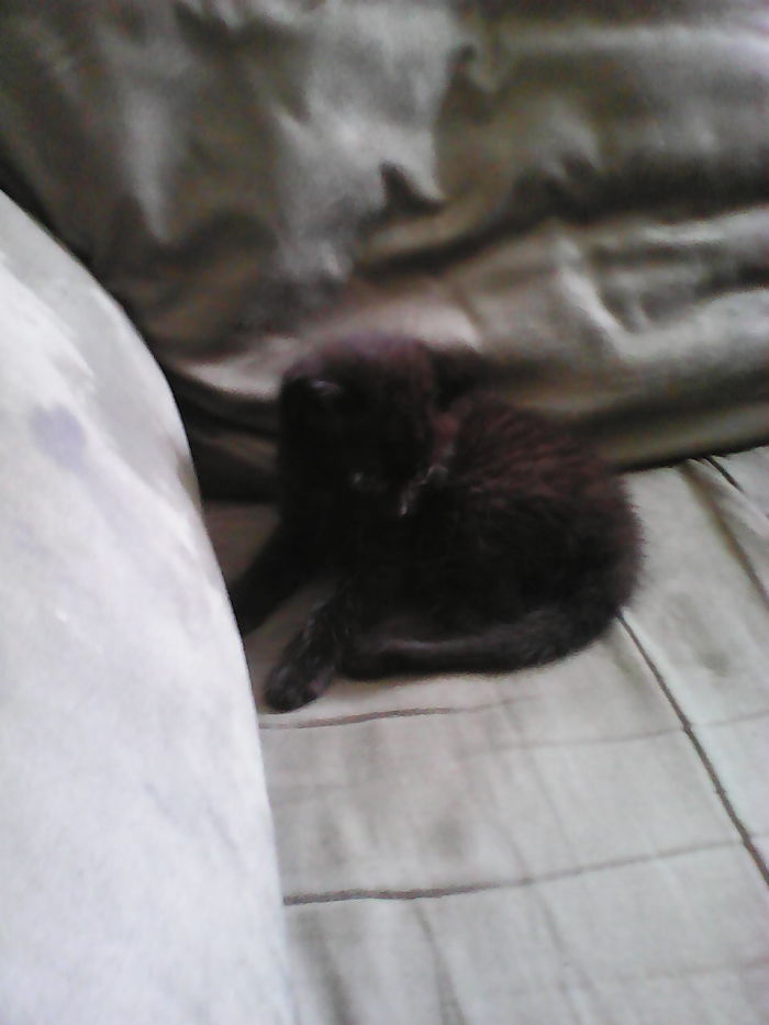 Squirrel As A Kitten