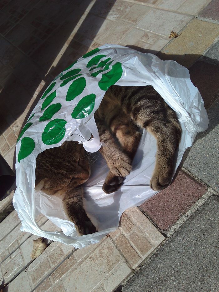 Every Place Is A Nap Place