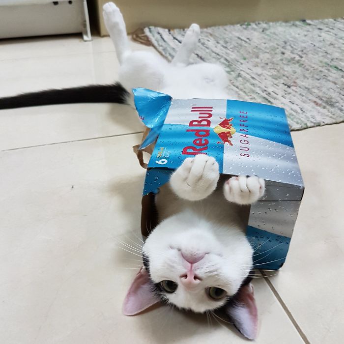 I Knowed I Could Fits!