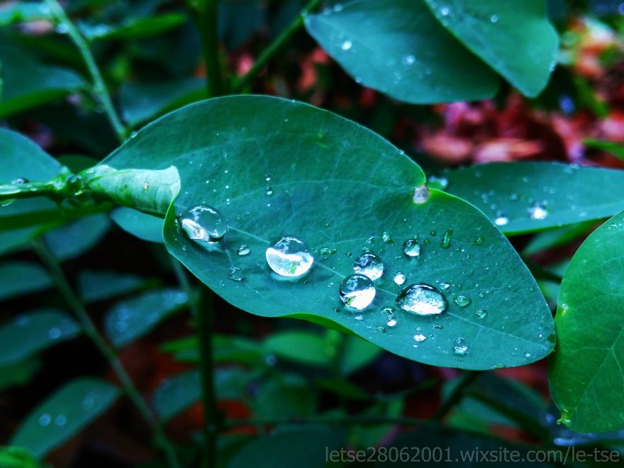 Drops Photos Taken By A Cheap Smartphone Drops Photos Taken By A Cheap Smartphone