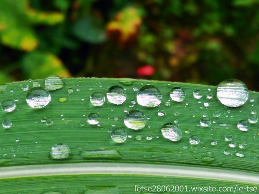 Drops Photos Taken By A Cheap Smartphone Drops Photos Taken By A Cheap Smartphone