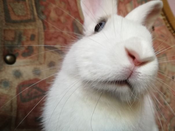 Woke Up To This Guy Staring At Me At Point Blank Range