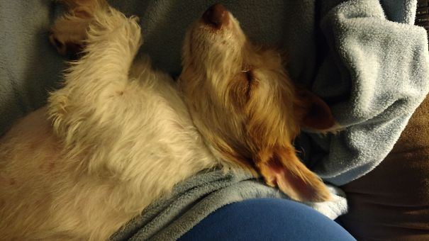 Adopted This Baby From The Local Shelter Two Weeks Ago. Looking Forward To Waking Up To This Angel For Many Years To Come.