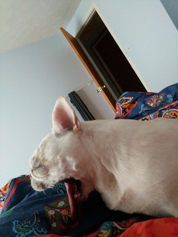 Dog Yawns After A Nap