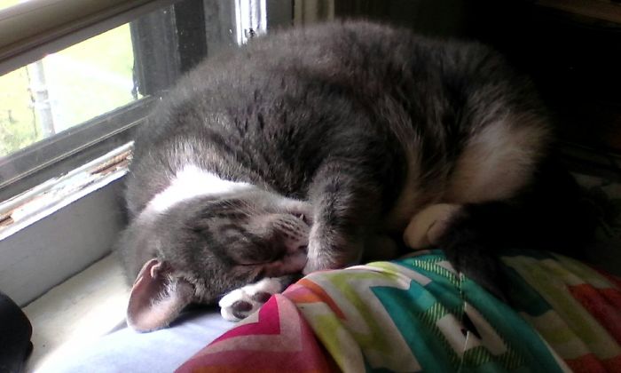 Timper Sleeping On The Top Of Her Head On The Top Of My Head On The Top Of The Bed!