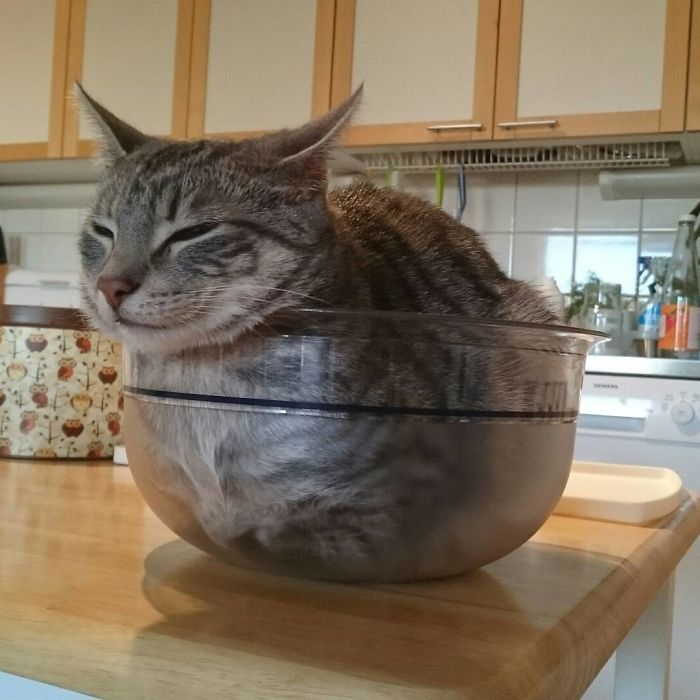 There's Cat In My Salad...