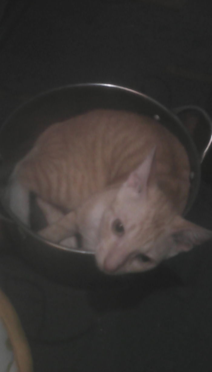 Cat Inside Stainless Steel Wok...