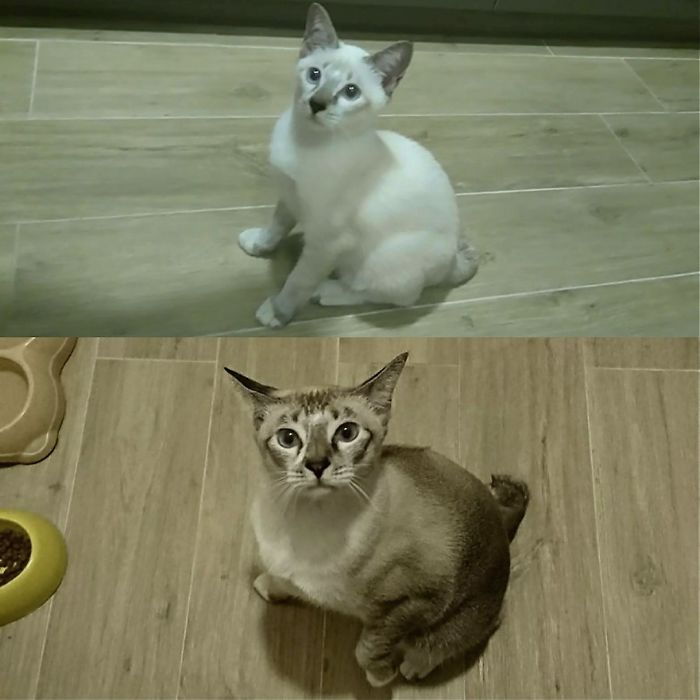 Katsu Decided That Being Blond Was Not That Fun After All