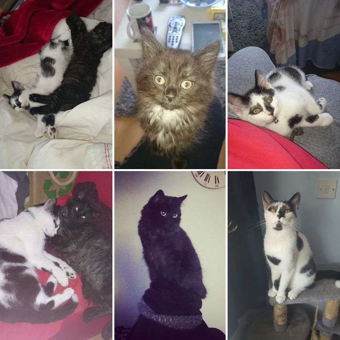 Our Whiskey (black/white Sh) & Tina (black/grey Lh). They Are 3 This Month 😍