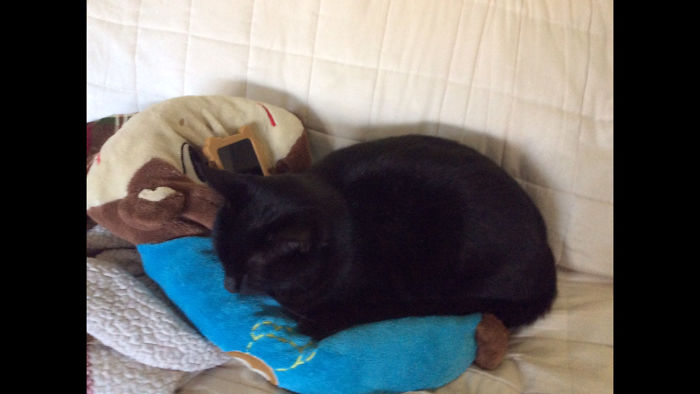 My Baby Jerry~then And Meow!