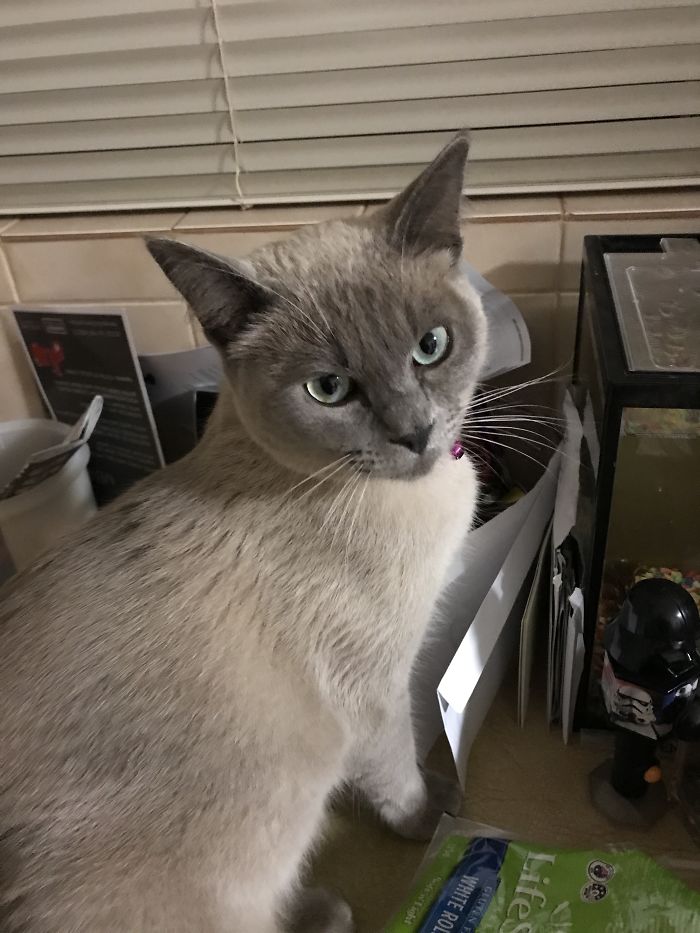 Bob At 10 Weeks, Bob 9 Months Later