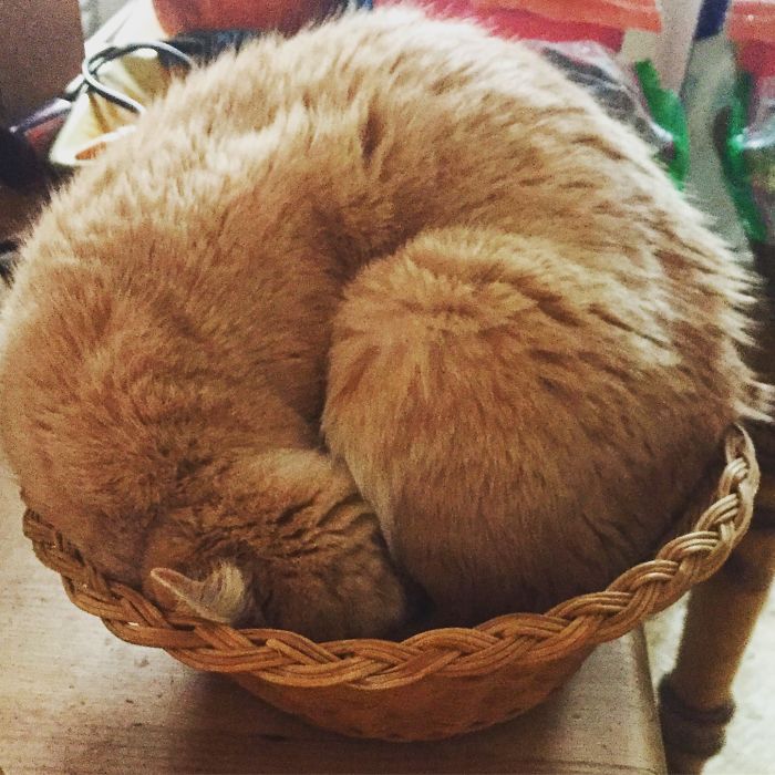 Kitty In A Basket.