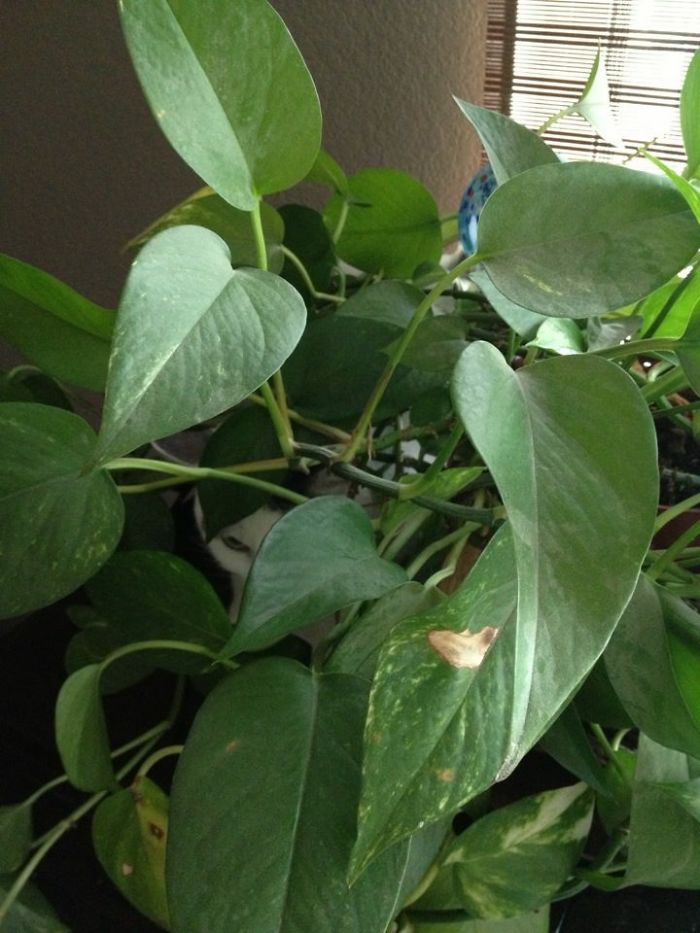 Tiger In The Bush. I Looked For Him For 2 Hours