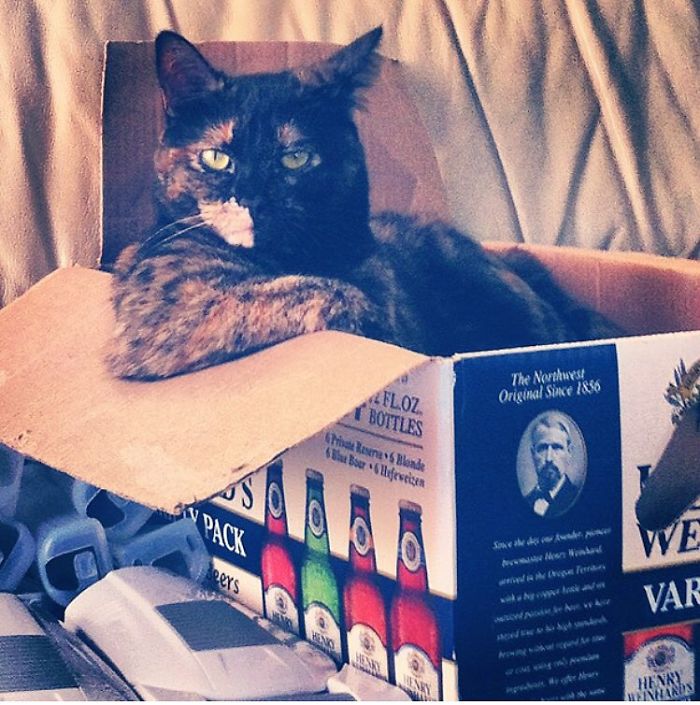 I Fits, I Sits, I Chill