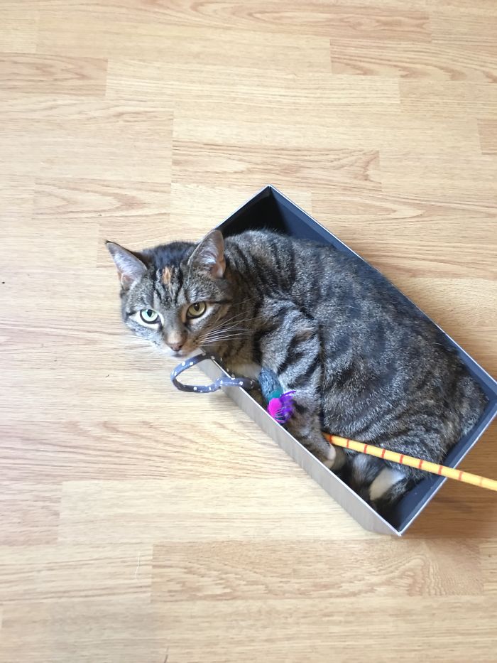 My Palace. The Box Shall Be What You Wish!