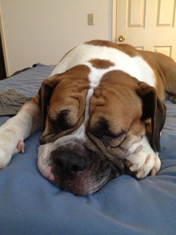 Rip Best Friend And Snuggler