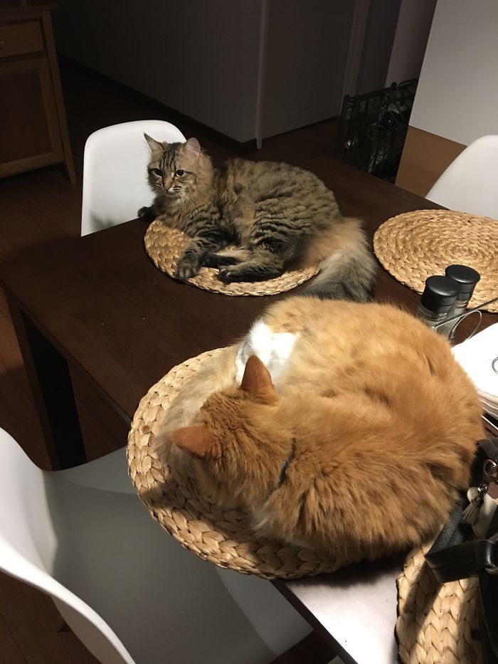 Aren't These Cat Mats?