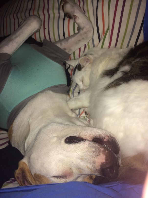 Woke Up To These Goobers Snuggling.