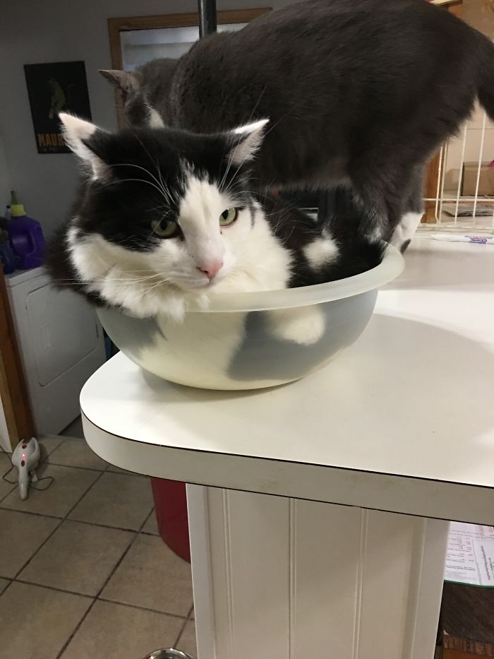 My Cats. Random Lee The Derpy Black N White. Spike Zulu The Chocolate Fluff. And Disco Biscut The Fluffy Calico. They Derp Everywhere.