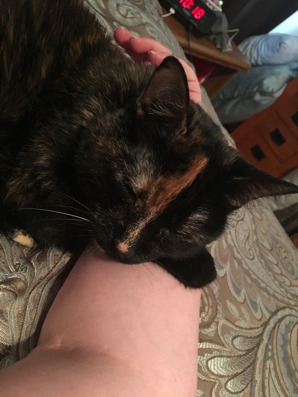 Relaxing Time With My Bedmate, Moondance.