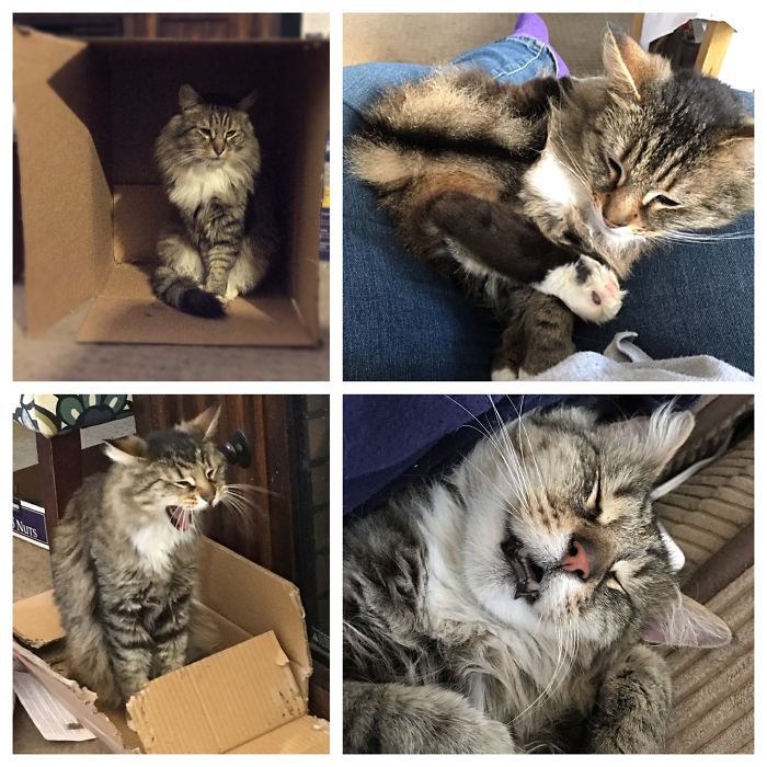 Walter...silliest And Most Handsome Cat Ever!