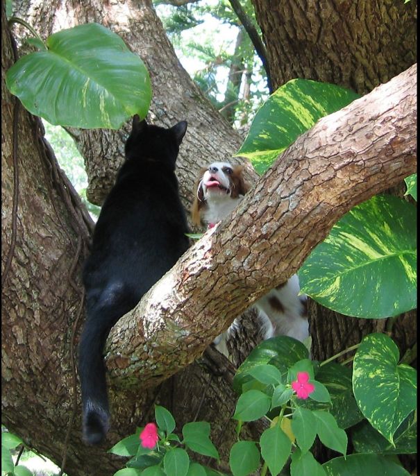 My Cat Showed My Puppy How To Climb Trees.