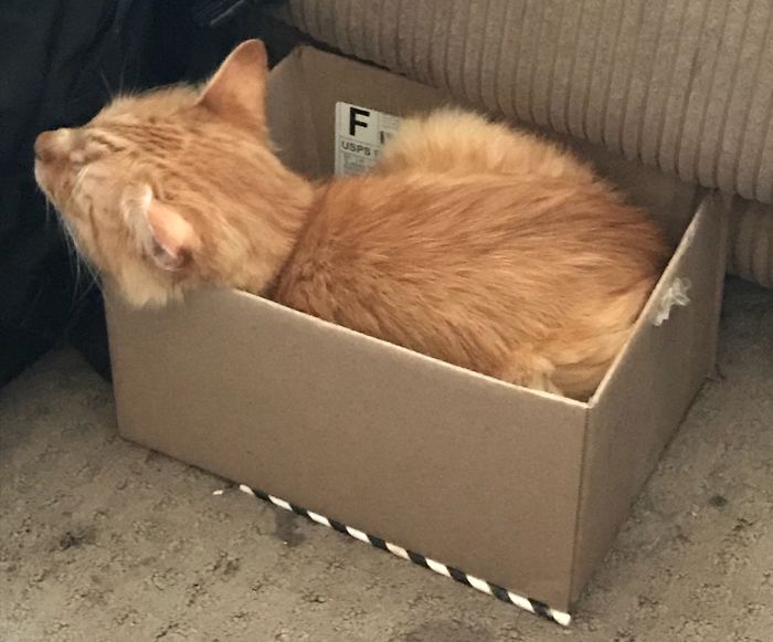 Oliver Loves A Box!