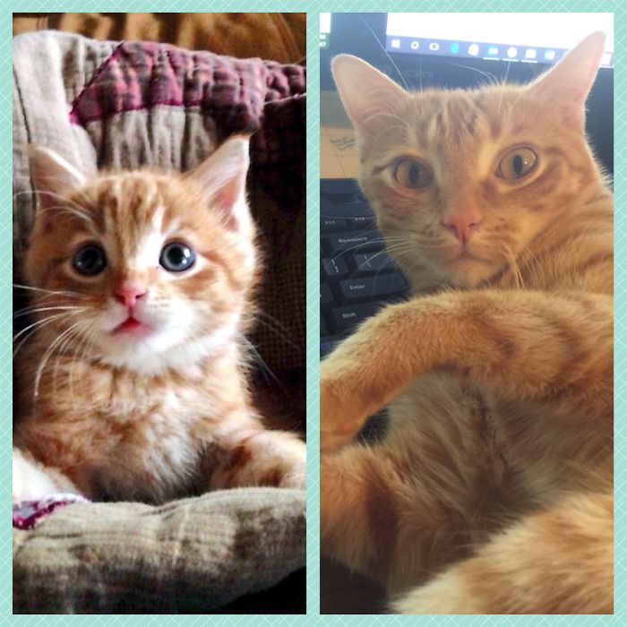 Ollie ~ 5 Weeks And Now, 3 Years Later. What A Precious Blessing He Is!