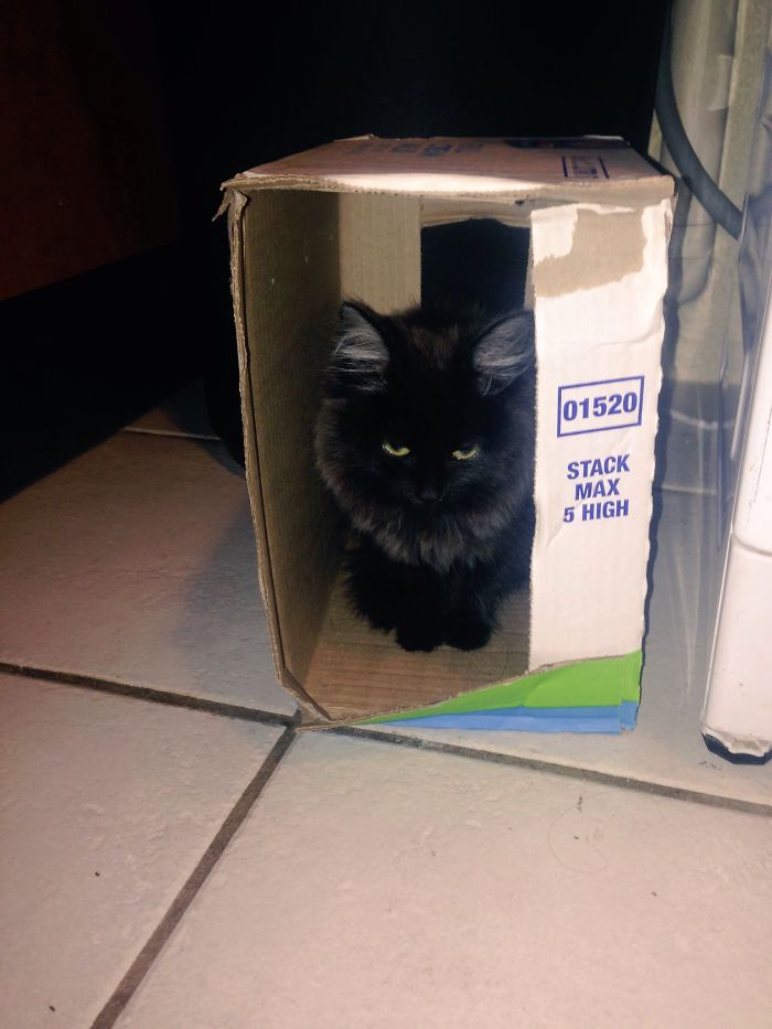 My Little Remus In A Milk Box