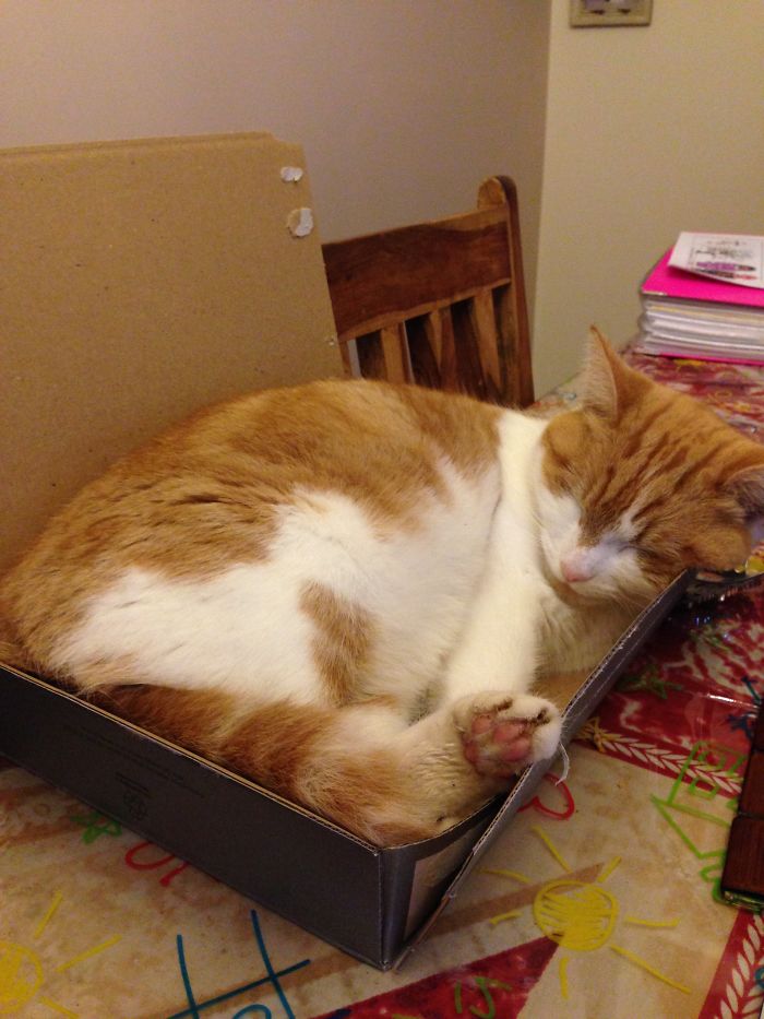 Cat In A "cat Alogue" Box 😂