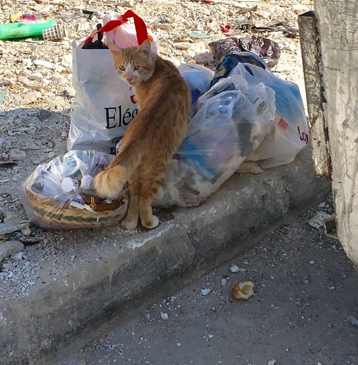 On Garbage!!! Well This Cat Does Not Seem To Mind Ut!!