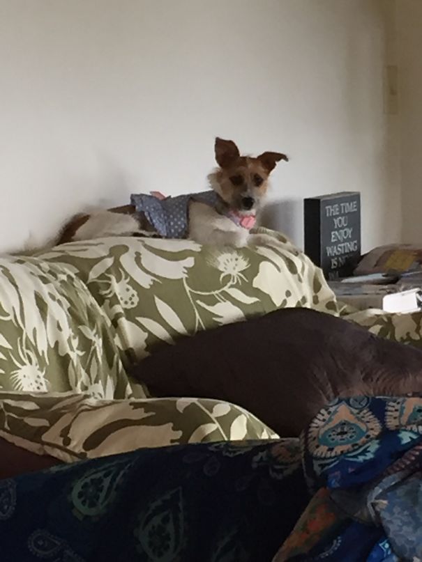 Leilani Thinks She's A Cat.