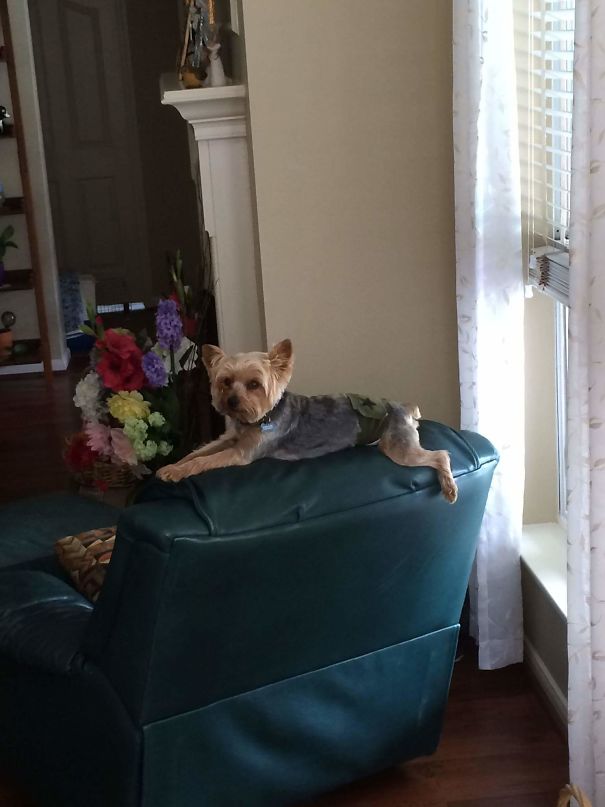 Just Being A Cat, Ya Know...