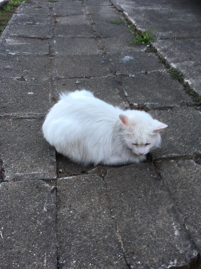 Missing Paver? If I Fits, I Sits.