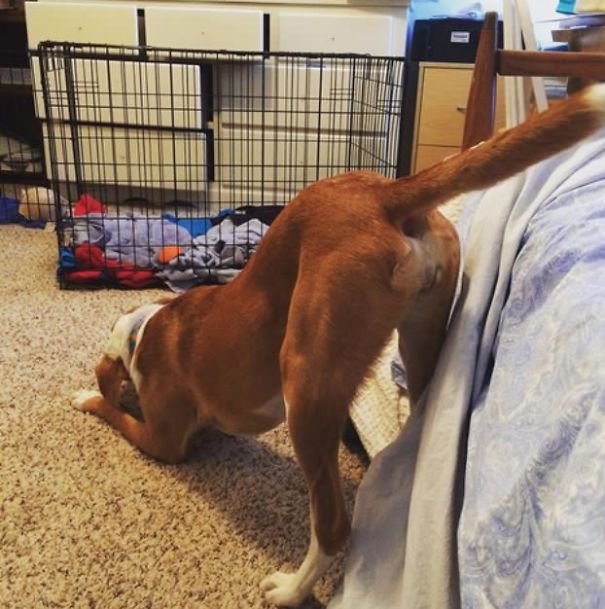 Good Morning, Butthole!